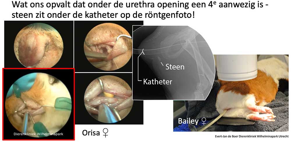 Er is een holte onder de urethra waar de steen in zit - de fossa agricola.